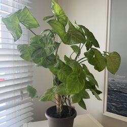 Arrowhead vine (Syngonium podophyllum)