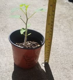 Yellow Pear Tomato Starter Plant,  Live 
