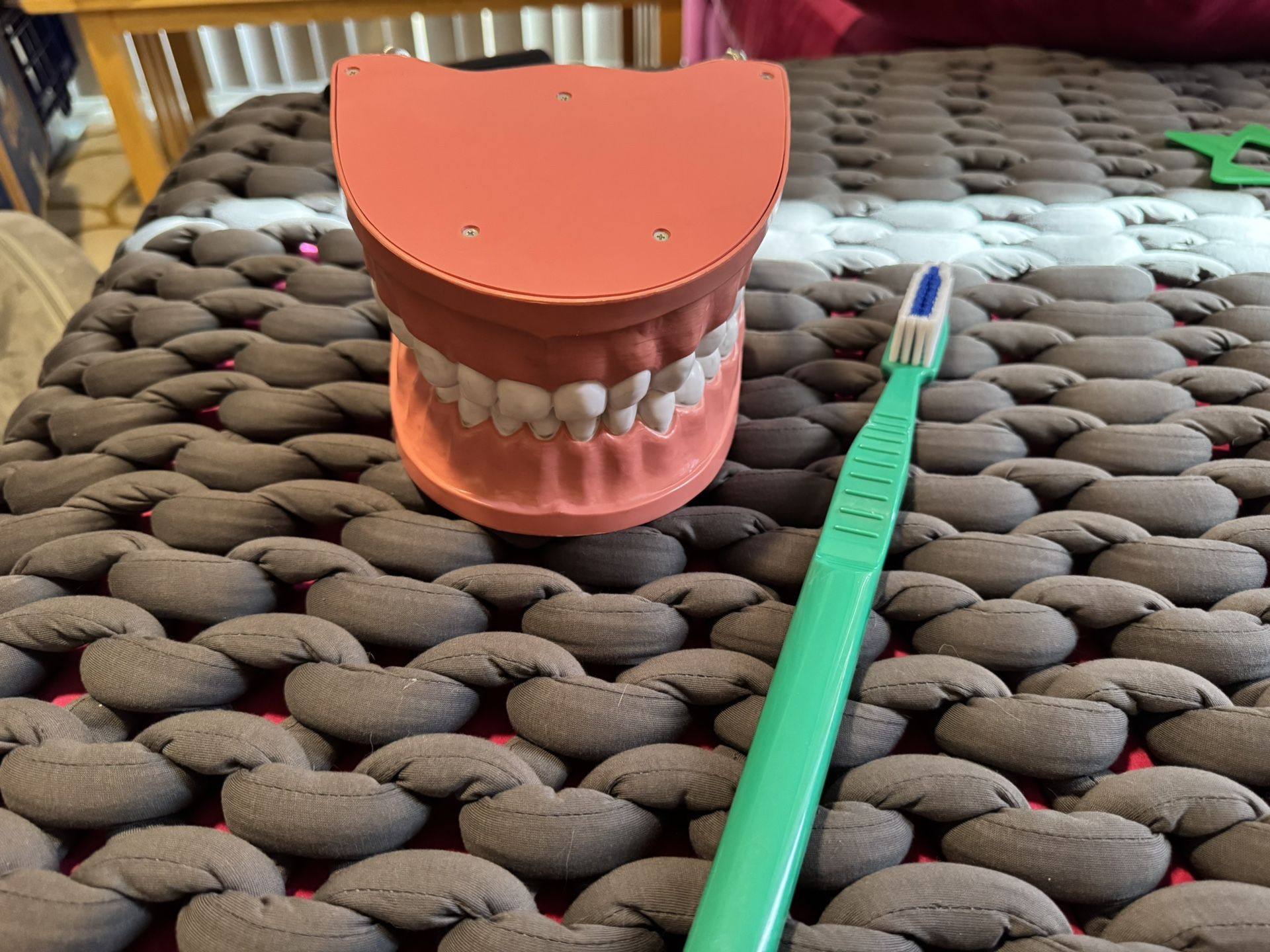 Dental Model