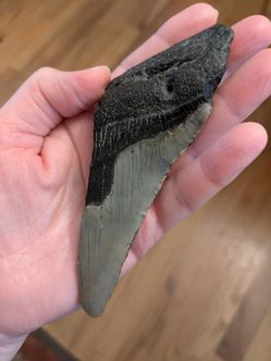 Megalodon Shark Tooth 5"