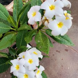 Plumeria