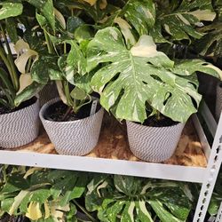Thai Constalation Monstera