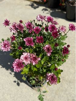 Chrysanthème / skye pink / Chrysanthemums, mums / flowers plant