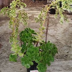 LARGE Potted Plants On Sale