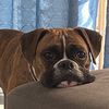 Aldo
