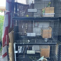 Bird Cages