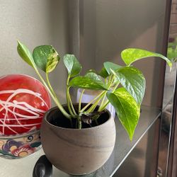 Pathos Started $10.00