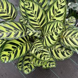 Calathea Makoyana 8 Inch Pot