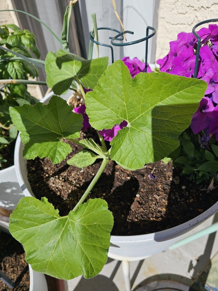 Squash PLANTS * perfect for your Winter Garden 