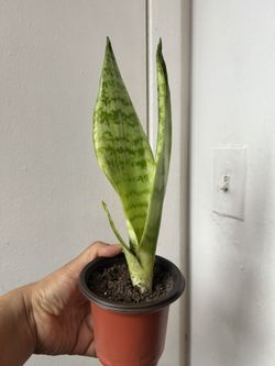 Snake Plant 