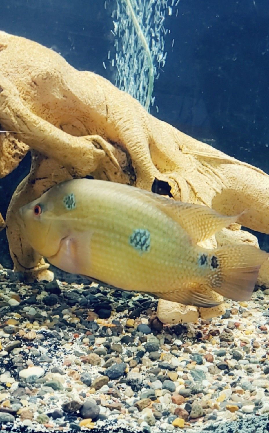 10 inch Trimac Cichlid fish