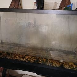 55 Gallion Fishtank With Lights and Filter 