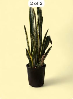 Snake plant