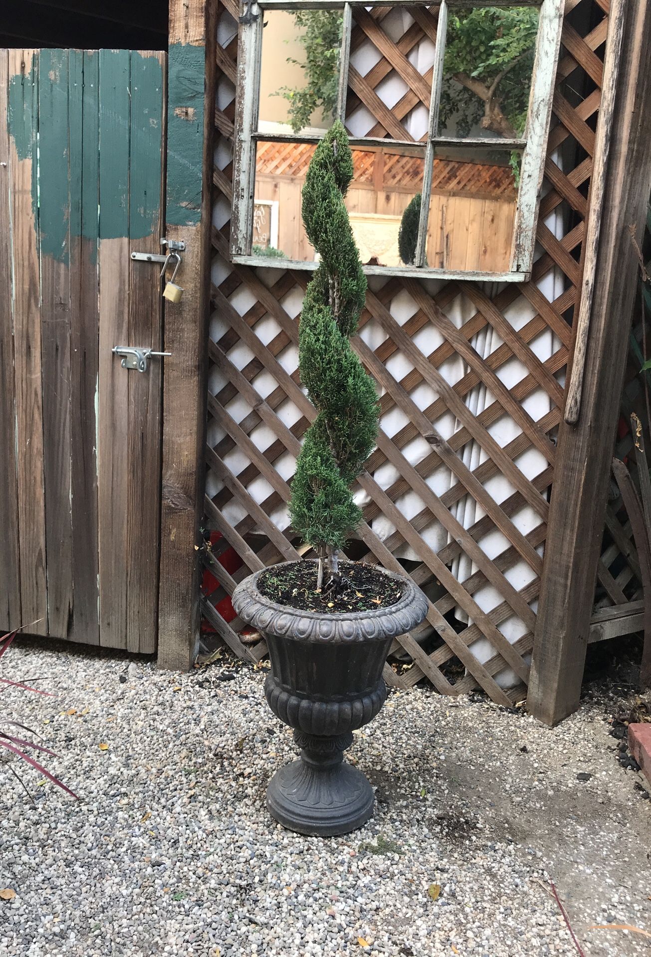 Italian Cypress Topiary in A. Silvestri Co. Urn- Potted Plant