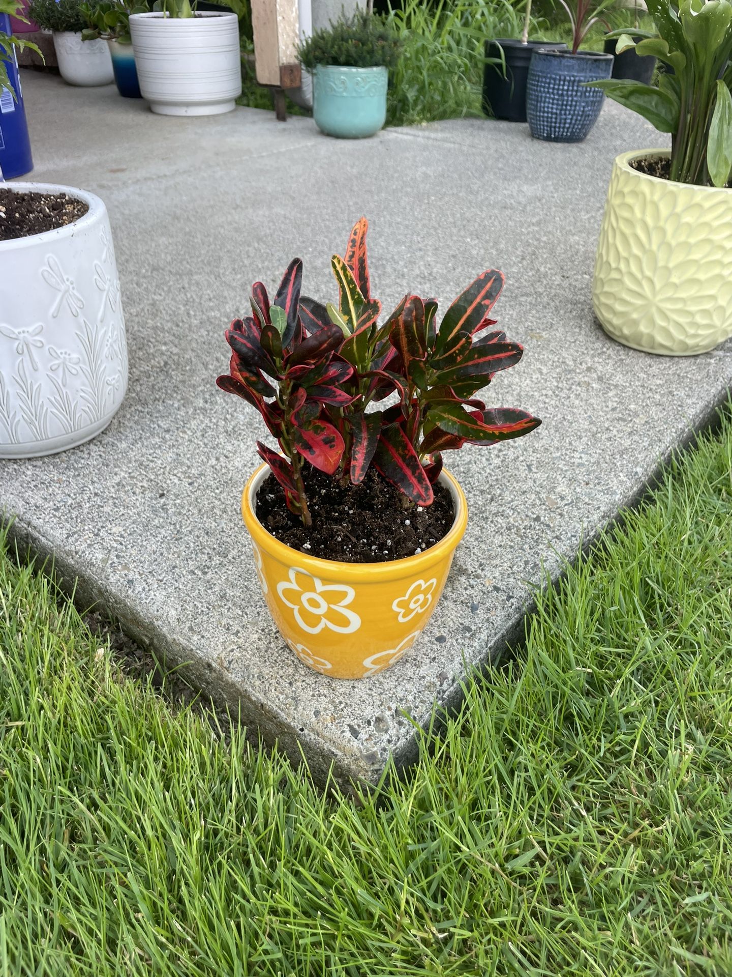 Catchy Croton Trio In Adorable Ceramic Planter