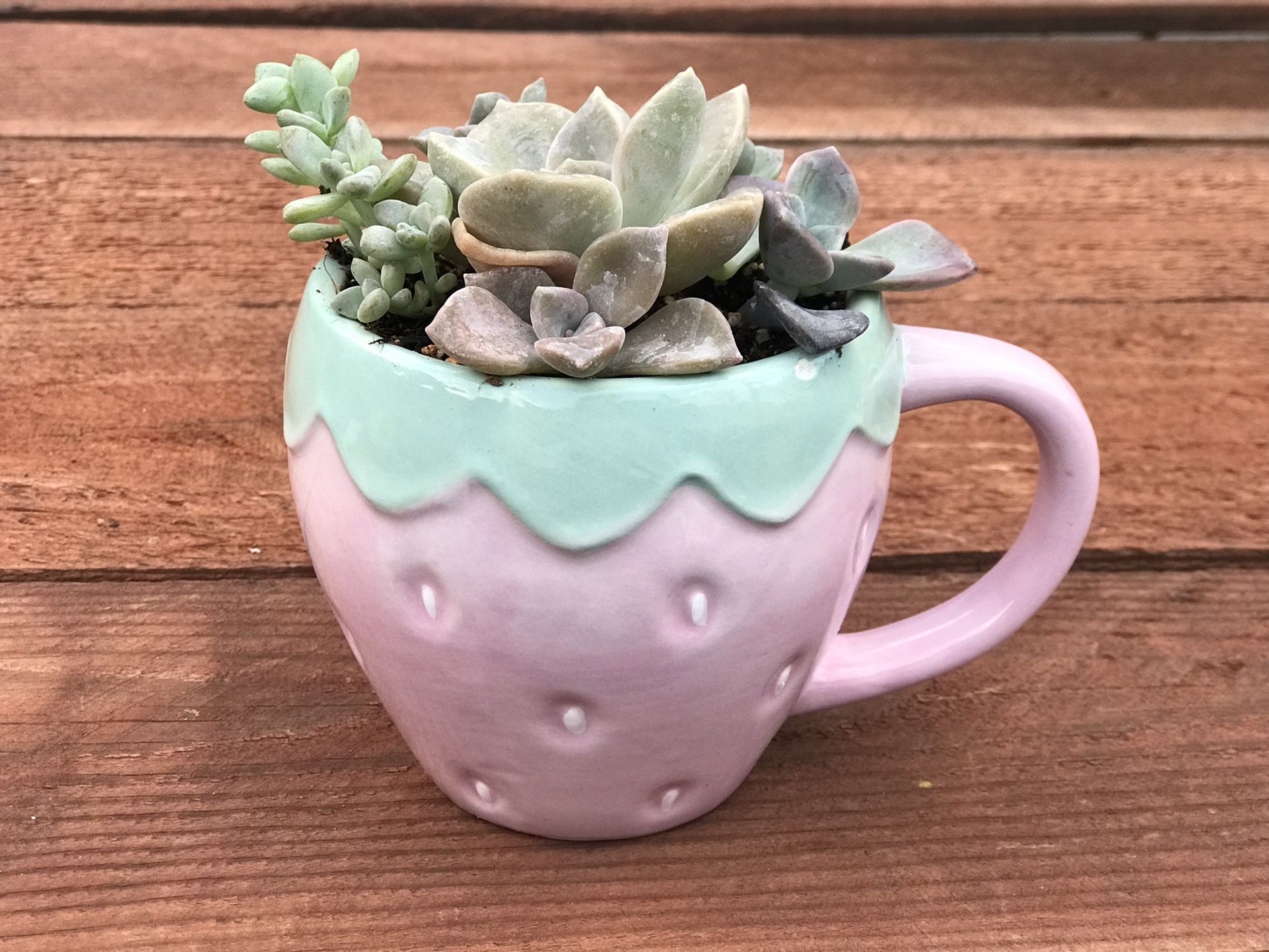 $7 Mix Succulents