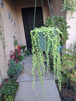 Strings of Pearl's Plant $25