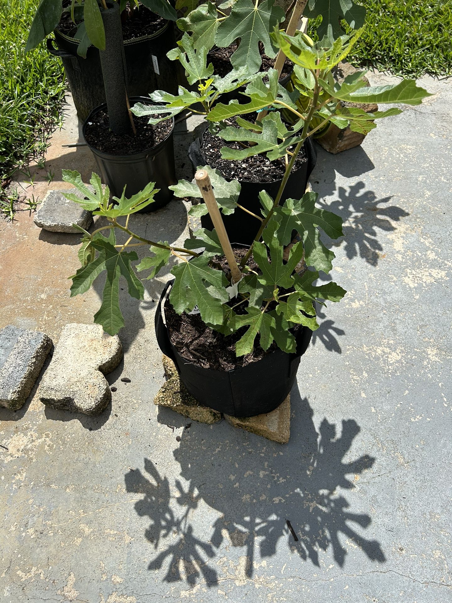 “Olympian” Fig Tree 3 Gallon