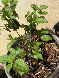 Lantana