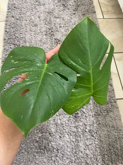 Monstera mint top cutting