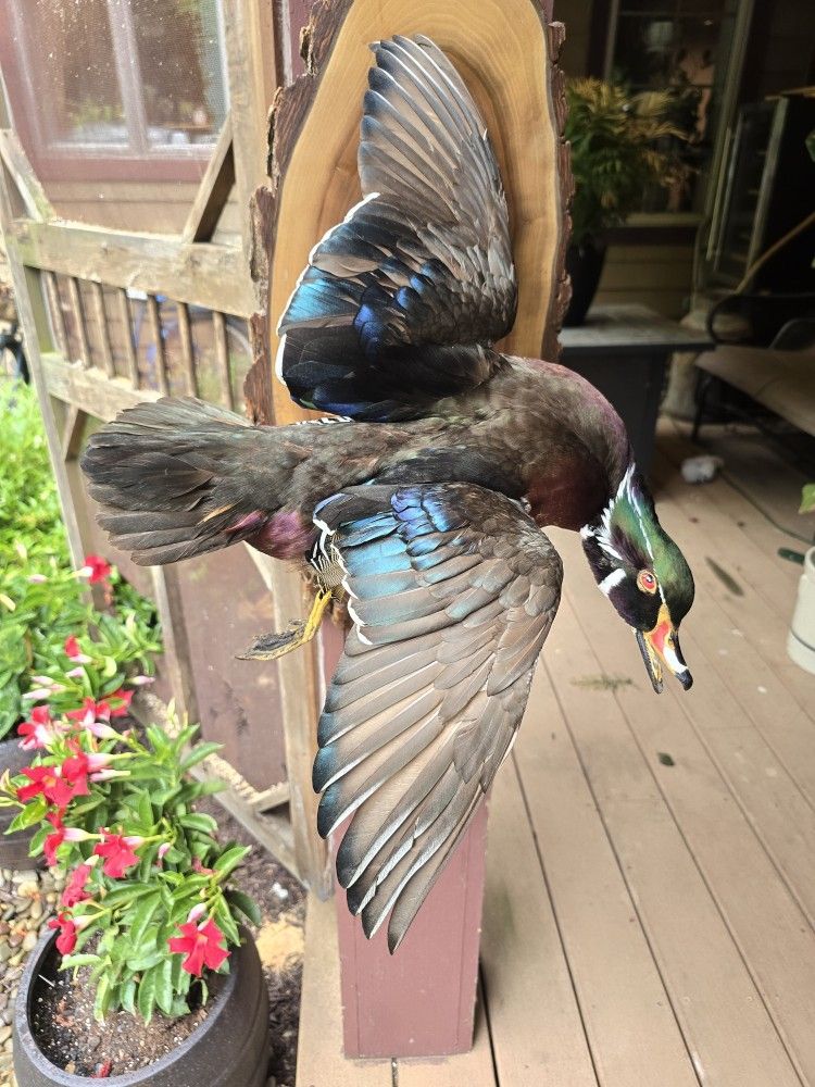 Wood Duck