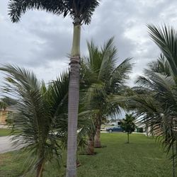 Palm Trees 