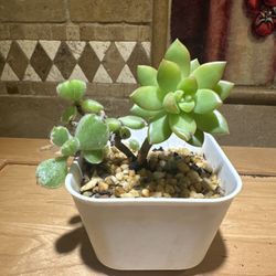 Succulent 