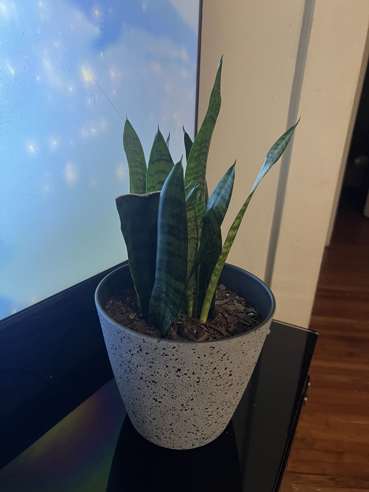 Snake Plant