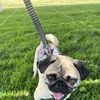 Carlos