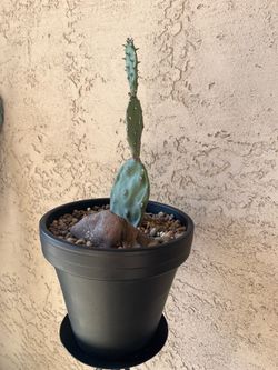 Live Potted Cactus in Black Ceramic Planter
