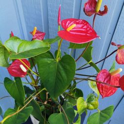 Beautiful Flamingo Lily Plant With Pot