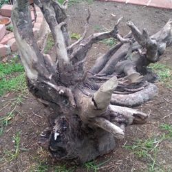 Genuine Tree Stump With Roots For Pond Or Landscape Decor