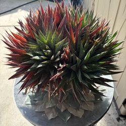 Cactus. Approx 14” By 18” 