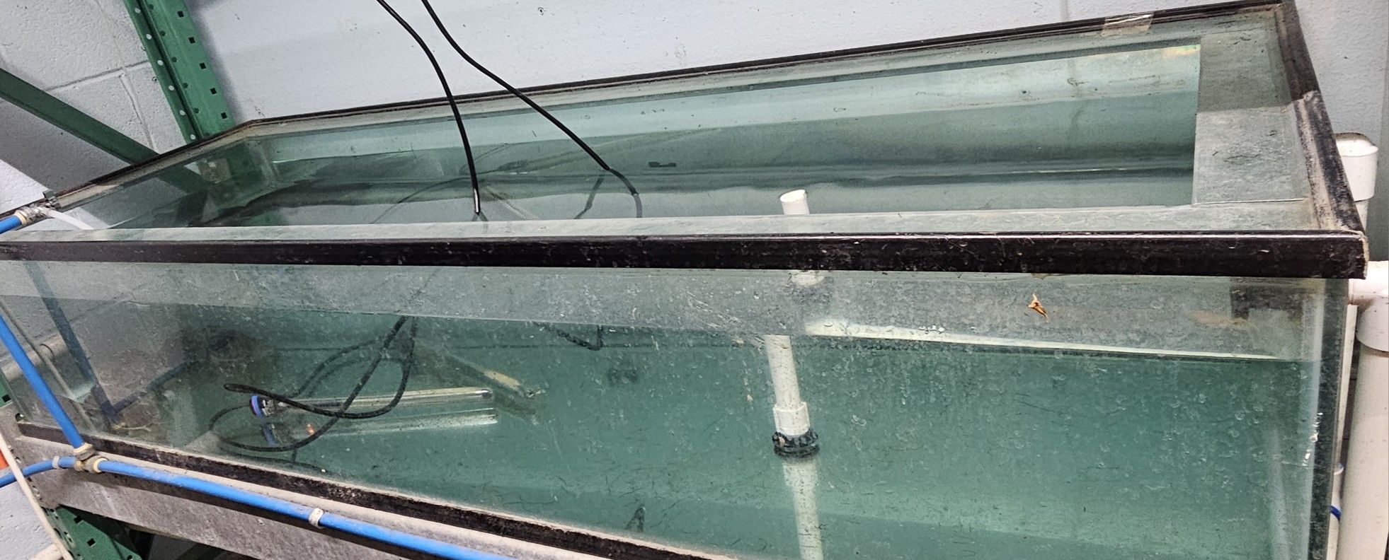 Fish Tank 