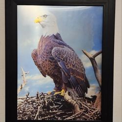 Framed Eagle Hologram 14"×18"