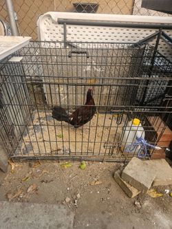 gamefowl cage jaula gallo