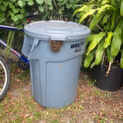 Bee Hive/ Honey Bee Removal Free