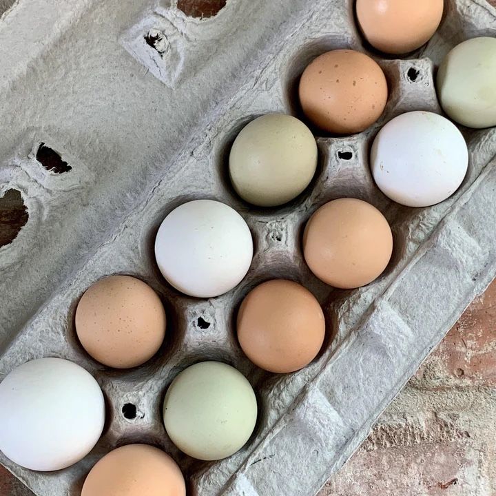 Fresh Eggs For Sale