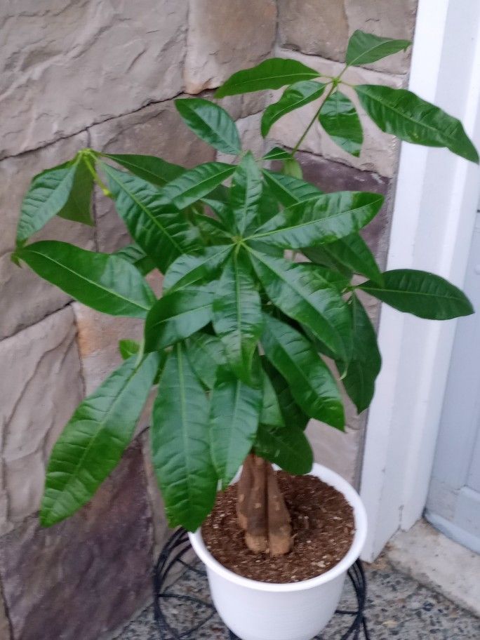 Money Tree Indoor Plant