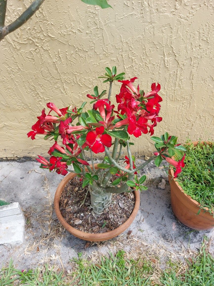 Desert Rose Bonsai Big Thick Caudex In Terracota Planter