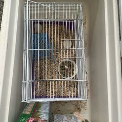 Mouse + mouse cage + food