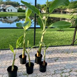 Ice cream Thai banana plant