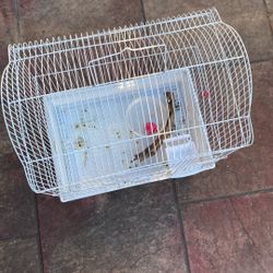 Bird Cage 
