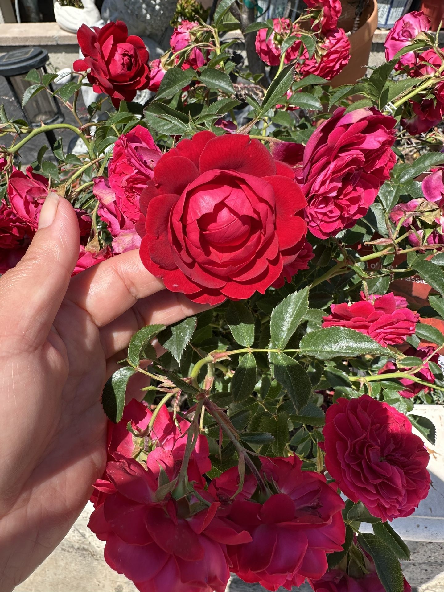 True Love Rose