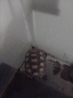 Desert tortiest