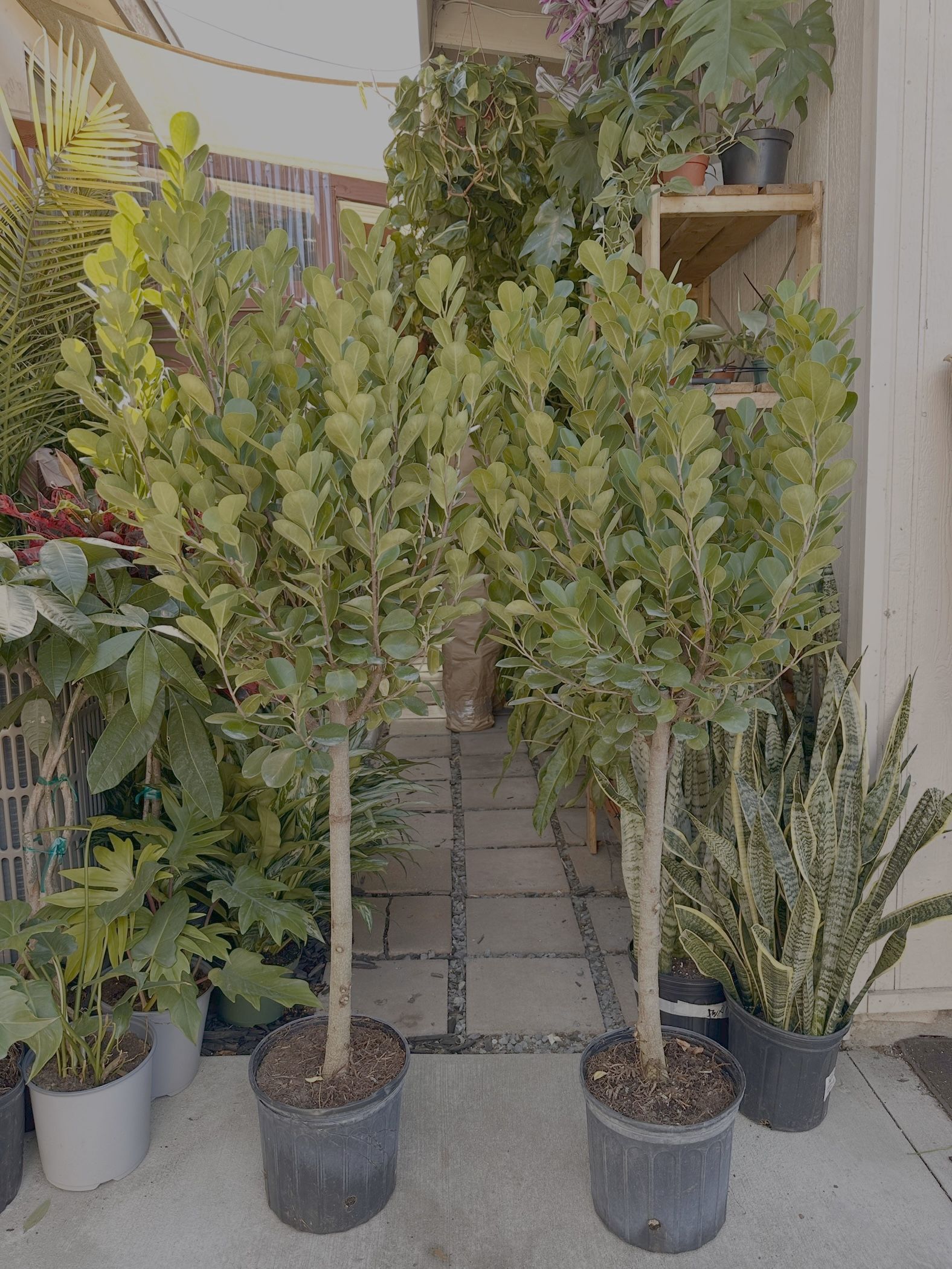Ficus “Moclame” Tree 🌳 💚