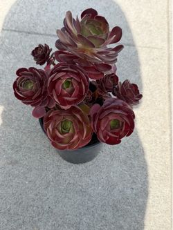 Aeonium