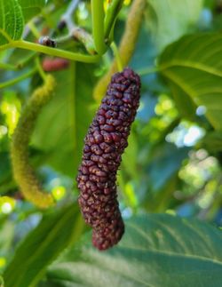 Pakistan   Mulberry   Tree