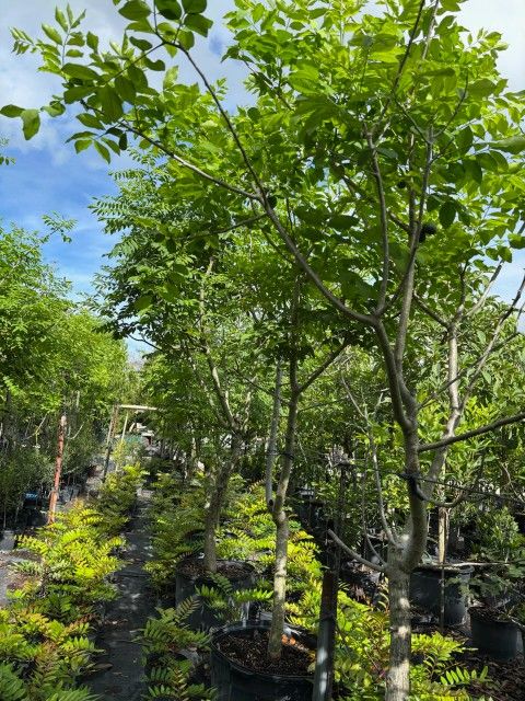 Ciruela Amarilla Arbol