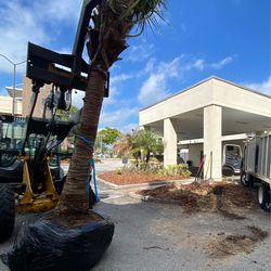 Palm tree